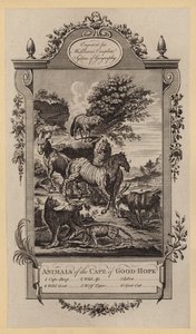 Animals of the Cape of Good-Hope by English School