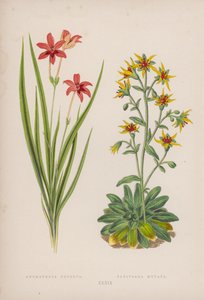 Anomatheca Cruenta; Saxifraga Mutata