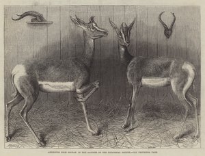 Antelopes from Soudan, in the Gardens of the Zoological Society