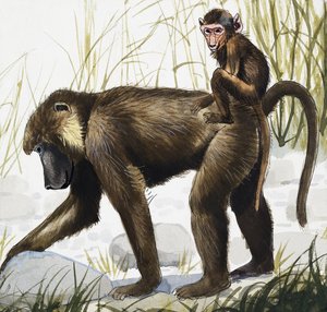 Ape with Baby by English School