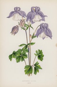 Aquilegia Alpina by English School