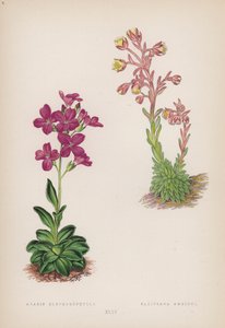 Fringed Rockcress; Ambiguous Saxifrage