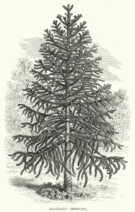 Araucaria Imbricata by English School