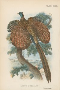 Argus Pheasant by English School
