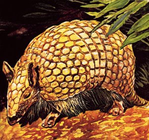 Armadillo by English School