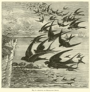 Arrival of Migratory Birds by English School