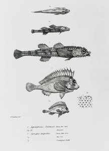 Aspidophorus Chiloensis and Agriopus Hispidus, Plate 7 from 