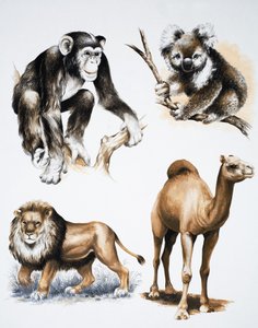 Assorted Animals