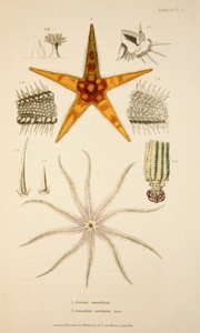 Asterias aurantiaca and Comatula carinata, pub. 1833 by English School