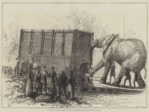 Attempt to Remove Jumbo, the Great Elephant, from the Zoological Gardens by English School