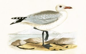 Audouin