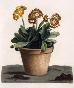 Auricula in a Pot, c.1840s