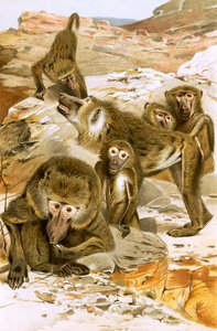 Baboons by English School
