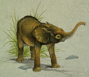 Baby Elephant by English School