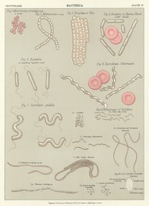 Bacteria by English School
