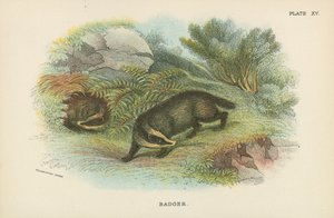 Badger by English School