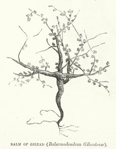Balm of Gilead, Balsamodendron Gileadense