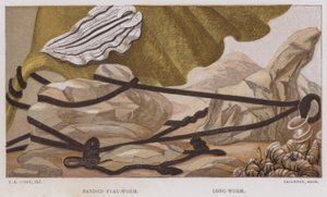 Banded Flat-Worm, Long-Worm