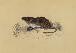 Barbary Mouse by English School