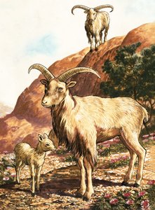 Barbary Sheep