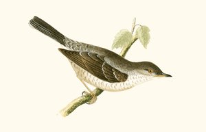 Barred Warbler (illustration from 