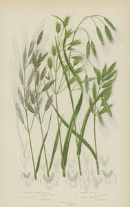 Barren Brome Grass, Great Brome Grass, Smooth Rye Brome Grass, Tumid Field Brome Grass, Soft Brome Grass