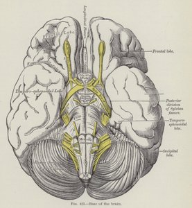 Base of the brain