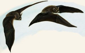 Bats by English School