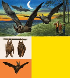 Bats by English School