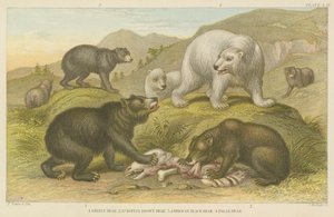 Bears