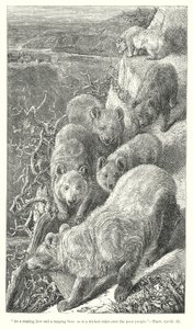 Bears by English School