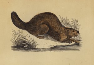 Beaver by English School