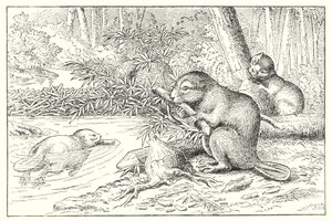 Beavers by English School