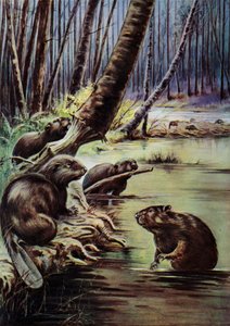 Beavers Building a Dam on a River by English School