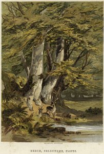 Beech Trees, Near Selborne, Hampshire by English School