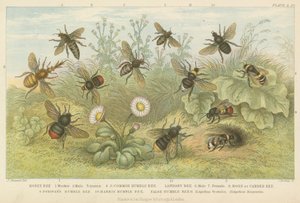 Bees