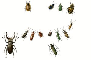 Beetles by English School