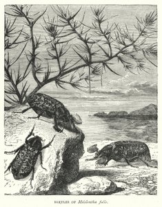 Beetles of Melolontha Fullo (Engraving) by English School