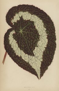 Begonia Rex by English School