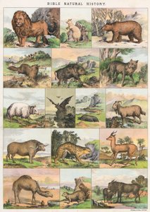 Bible Natural History by English School