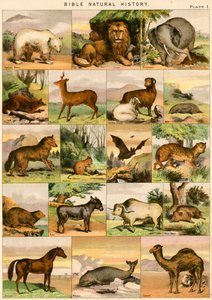 Bible Natural History by English School