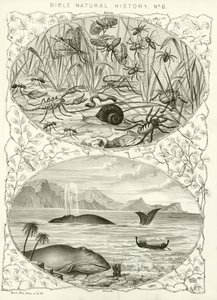 Bible natural history by English School
