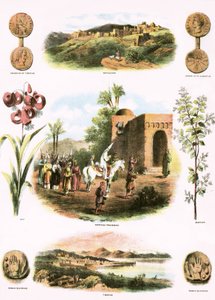 Biblical Illustrations
