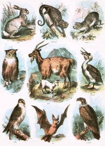 Biblical Illustrations by English School
