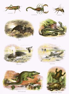Biblical natural history by English School