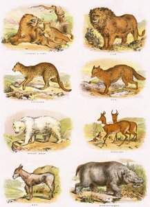 Biblical natural history by English School