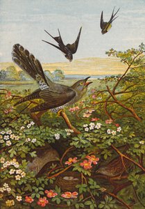 Birds by English School
