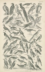 Birds by English School