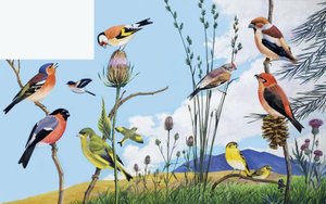 Birds by English School