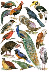 Birds by English School